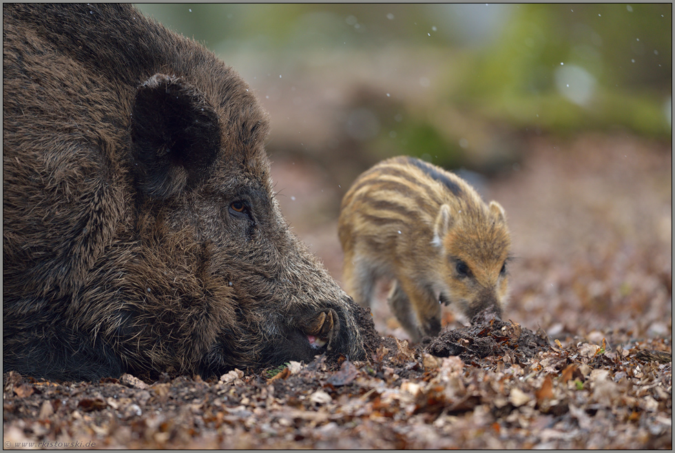 Generationen... Wildschwein *Sus scrofa*