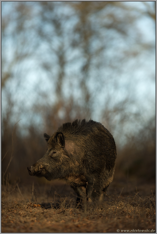 nicht zu unterschätzen... Wildschwein *Sus scrofa*