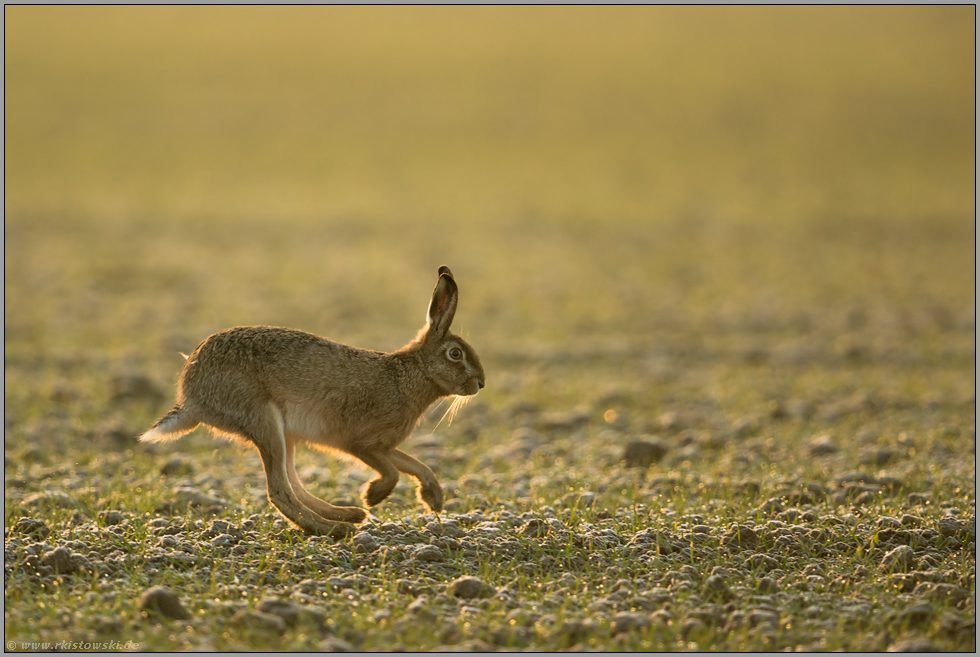 lange Hinterläufe... Feldhase *Lepus europaeus*