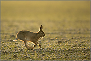 lange Hinterläufe... Feldhase *Lepus europaeus*