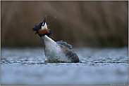 Wasserspiele...  Haubentaucher *Podiceps cristatus*