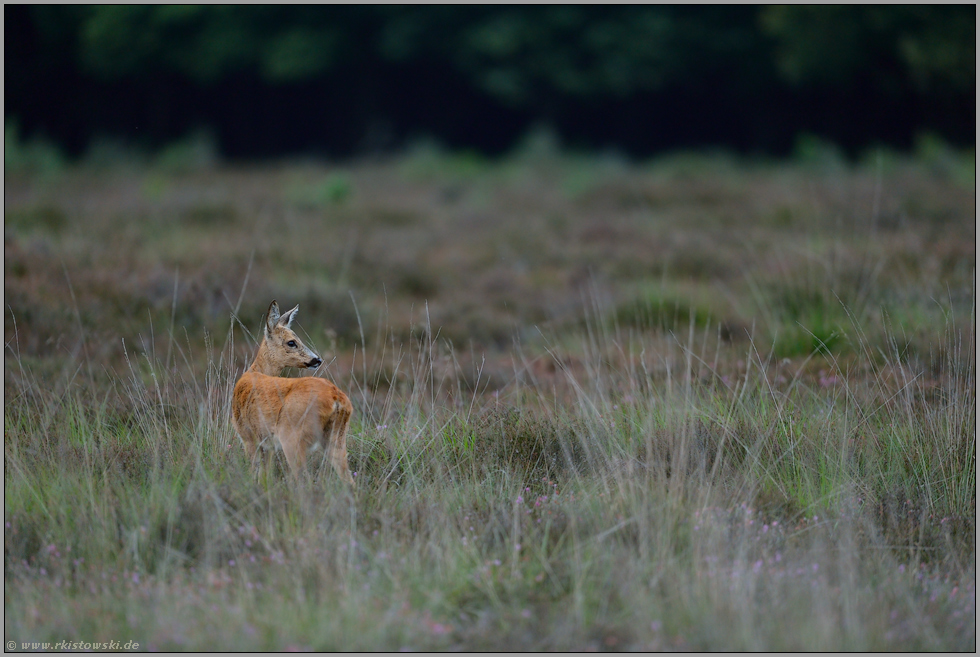 ein Blick zurück... Reh *Capreolus capreolus*