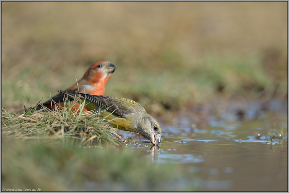 Wasser schöpfend... Kiefernkreuzschnäbel *Loxia pytyopsittacus*