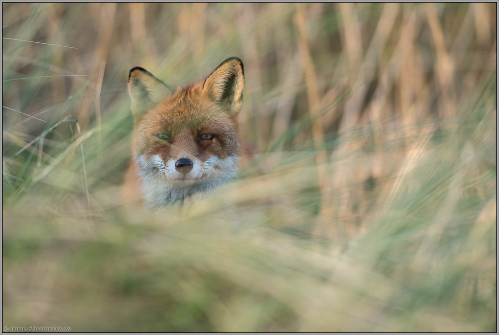 er schaut mich an... Rotfuchs *Vulpes vulpes*