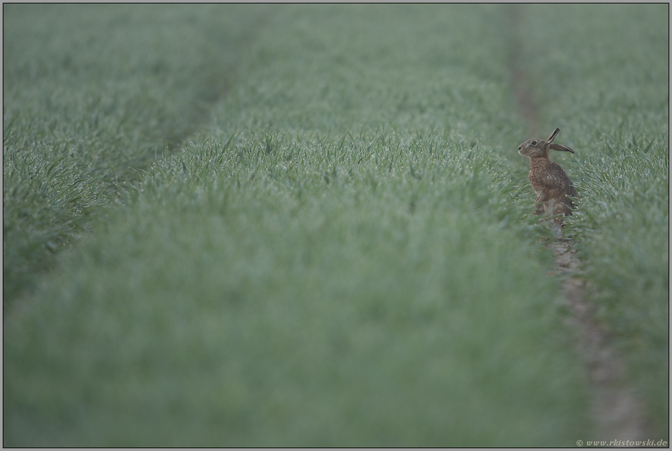 Frühnebel... Feldhase *Lepus europaeus*