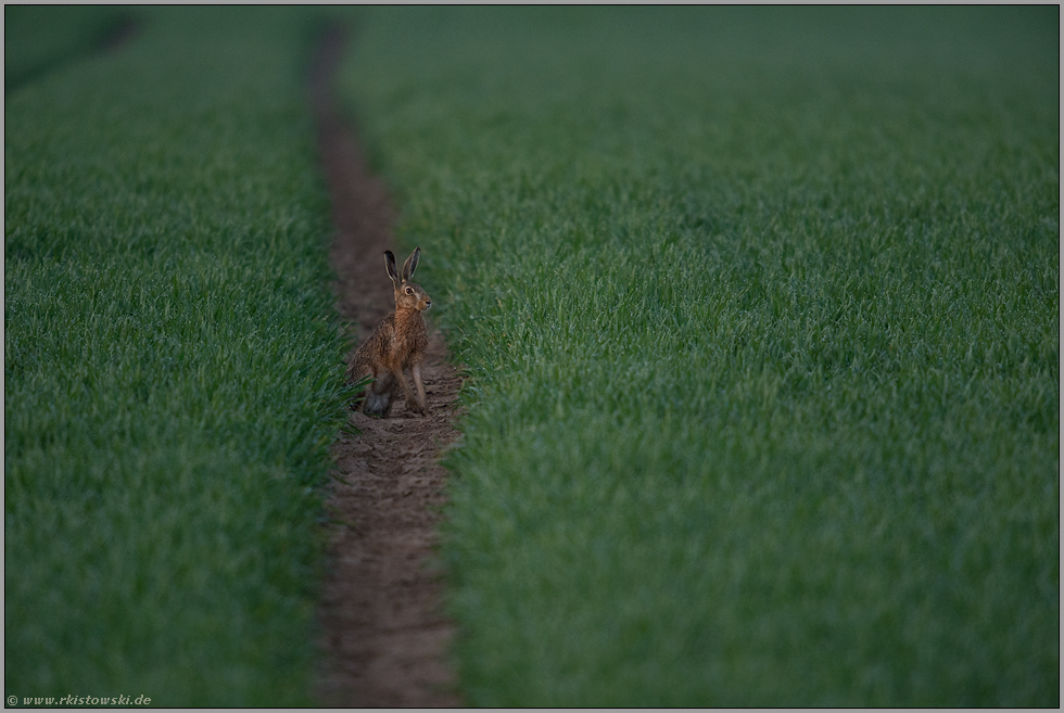 der Weizen spießt... Feldhase *Lepus europaeus*