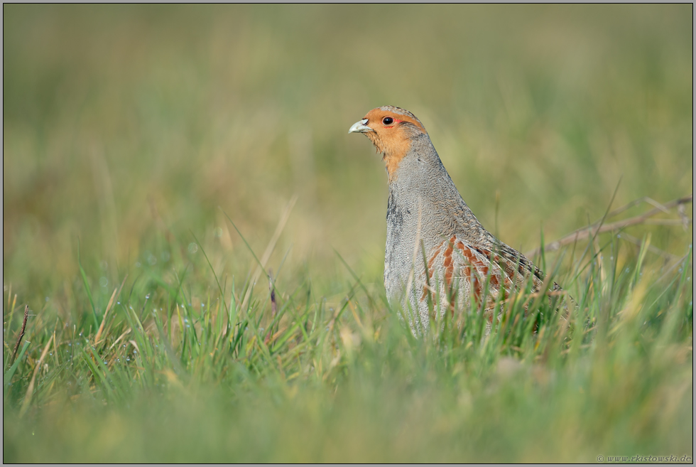 Ausschau... Rebhuhn *Perdix perdix*