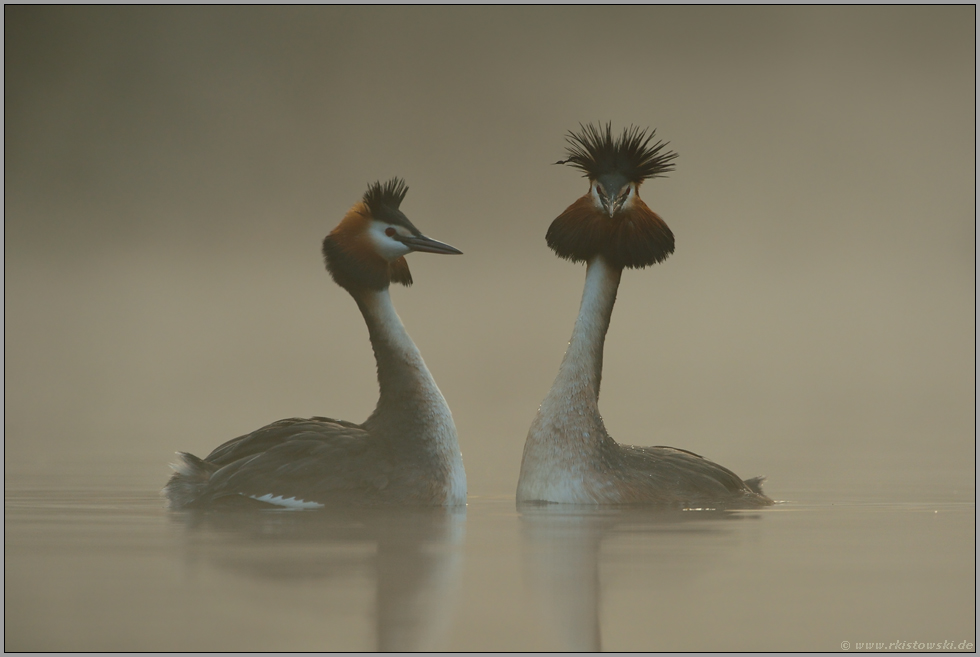 Schmuckfedern... Haubentaucher *Podiceps cristatus*