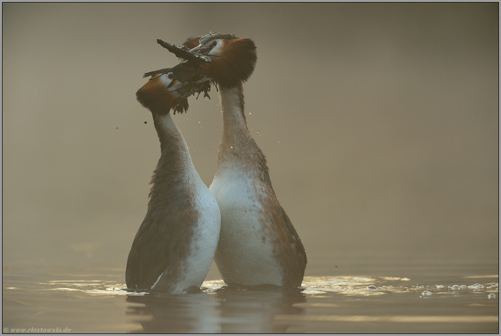 Brautgeschenke... Haubentaucher *Podiceps cristatus*