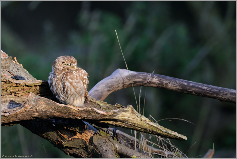 im alten Birnbaum... Steinkauz *Athene noctua*