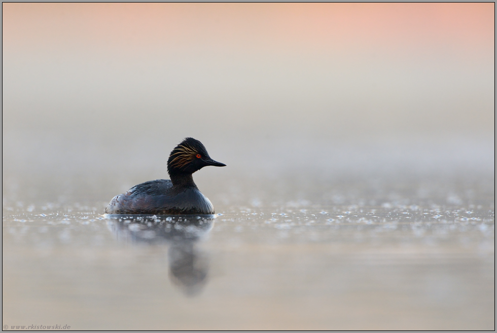 zum Sonnenaufgang... Schwarzhalstaucher *Podiceps nigricollis*