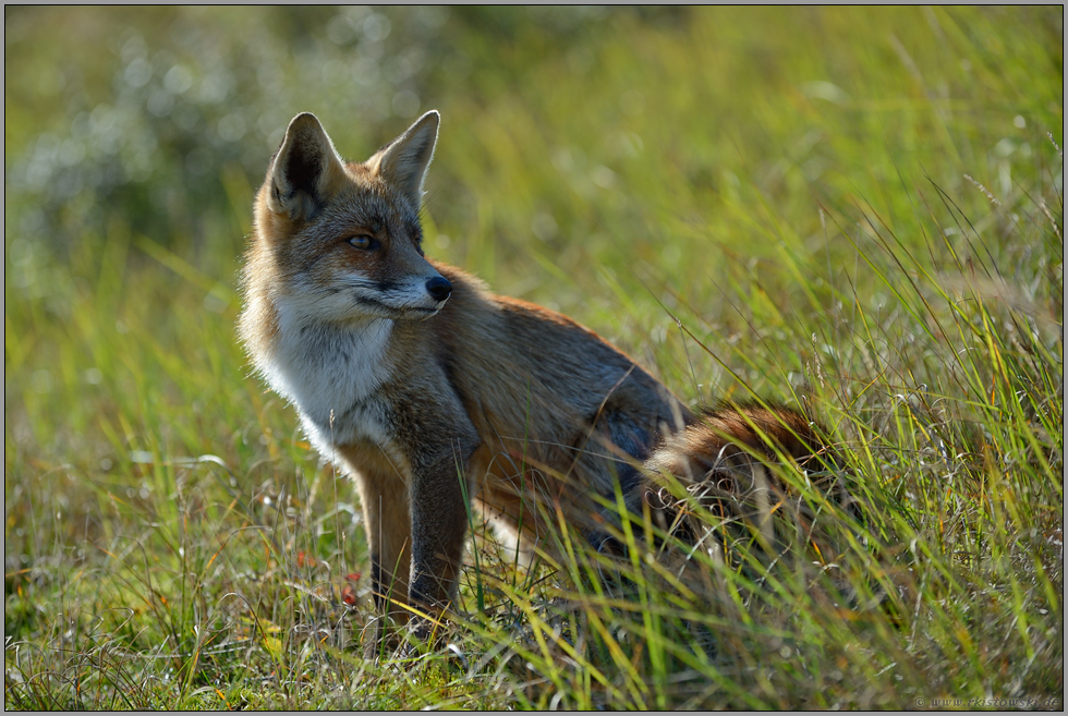 abgelenkt... Rotfuchs *Vulpes vulpes*