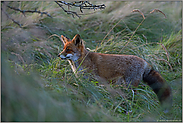 zur Dämmerung... Rotfuchs *Vulpes vulpes*