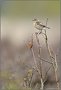 auf der Suche... Schwarzkehlchen *Saxicola torquata*