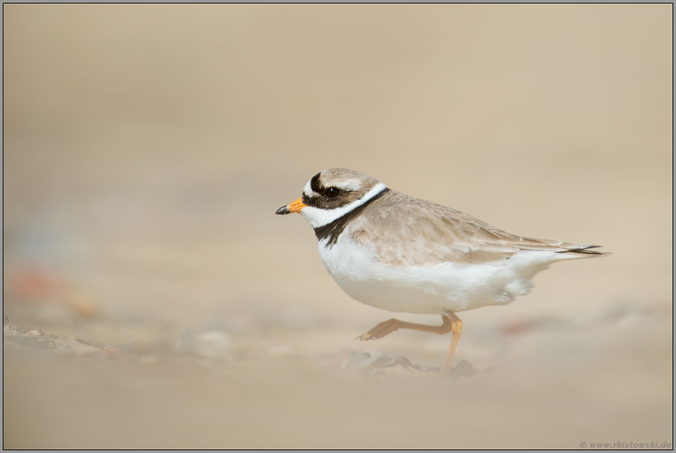 gegen den Wind... Sandregenpfeifer *Charadrius hiaticula*