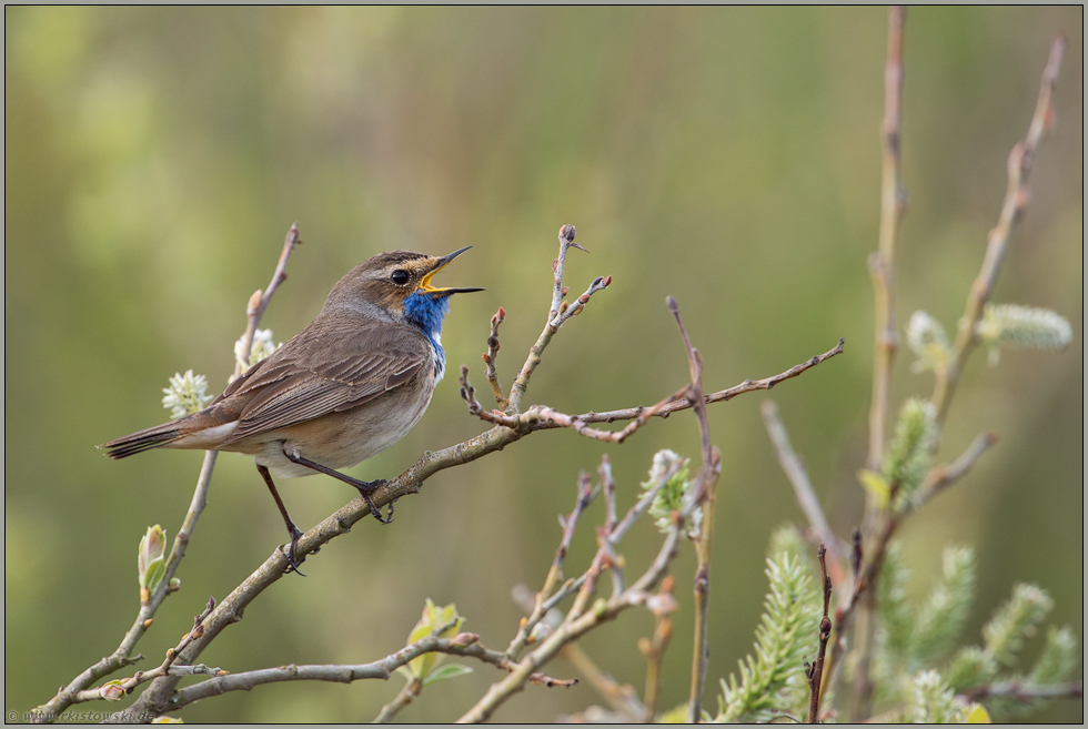 singend... Blaukehlchen *Luscinia svecica*