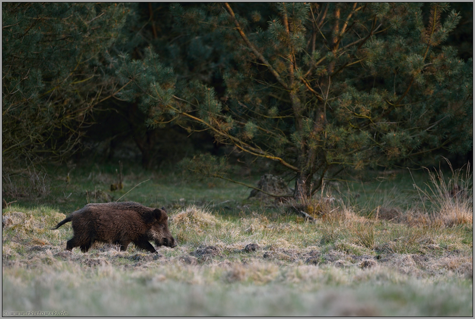 am Rand der Wiese... Wildschwein *Sus scrofa*