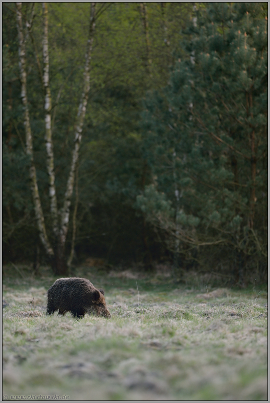 unter Jagddruck... Wildschwein *Sus scrofa*