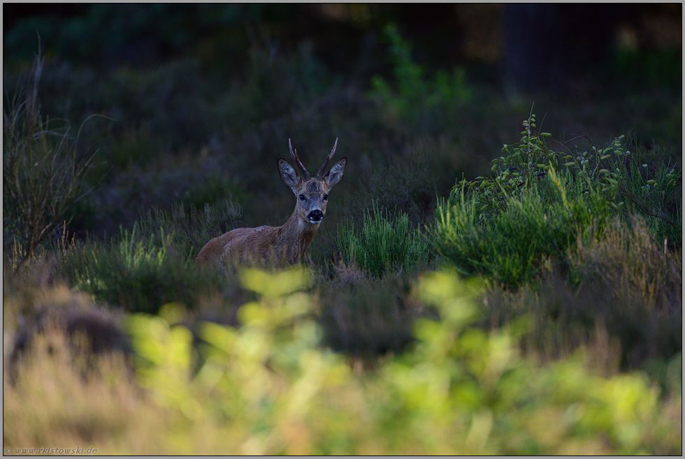 geheimnisvoll... Rehbock *Capreolus capreolus*