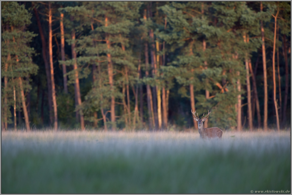 im letzten Licht... junger Rothirsch *Cervus elaphus*