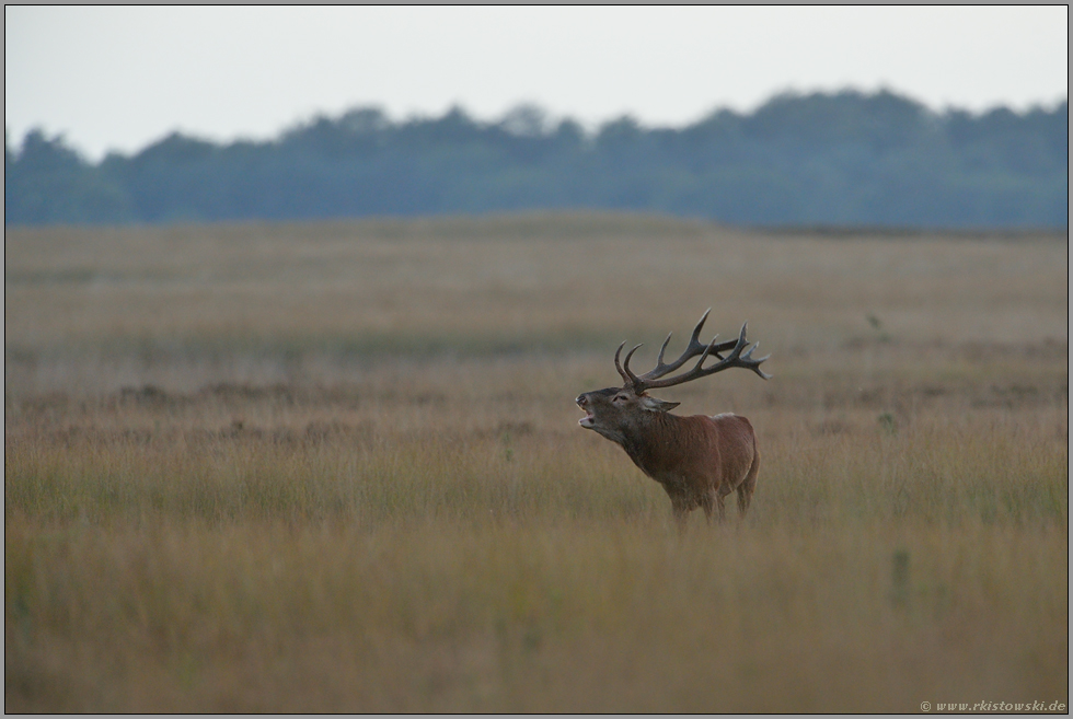 Brunftgeschehen... Rothirsch *Cervus elaphus*