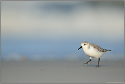 einsamer Wanderer... Sanderling *Calidris alba*