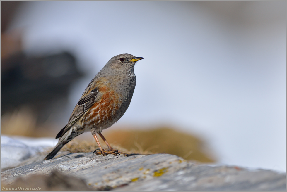 schön gezeichnet... Alpenbraunelle *Prunella collaris*