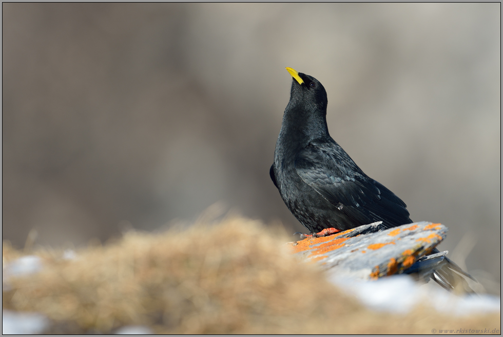 balzend... Alpendohle *Pyrrhocorax graculus*