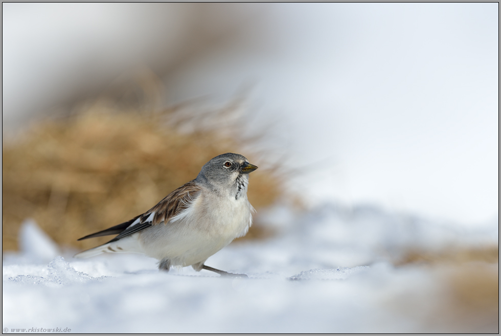 in Sperlingsmanier... Schneefink *Montifringilla nivalis*