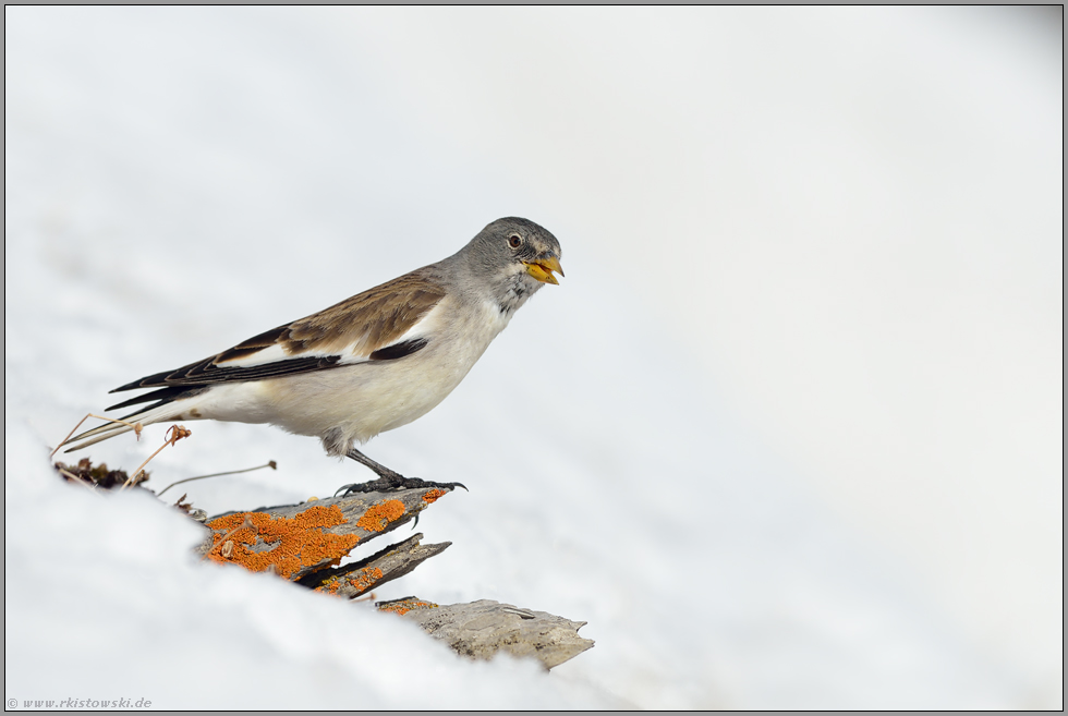 Frühling... Schneesperling *Montifringilla nivalis*