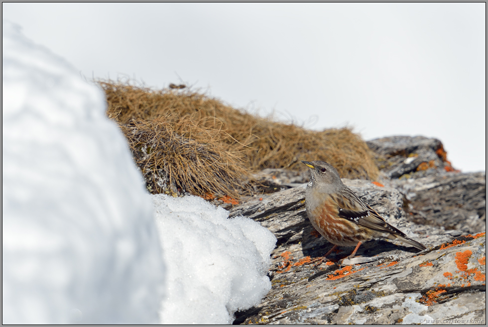 Schneemassen... Alpenbraunelle *Prunella collaris*