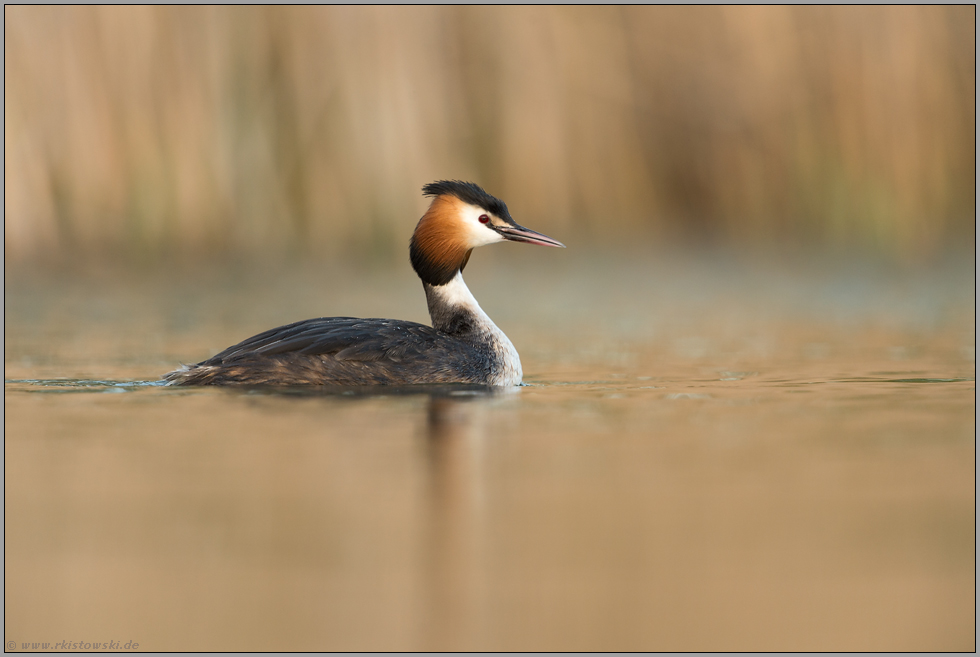 bei leichter Bewölkung... Haubentaucher *Podiceps cristatus*