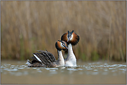 gesucht, gefunden... Haubentaucher *Podiceps cristatus*