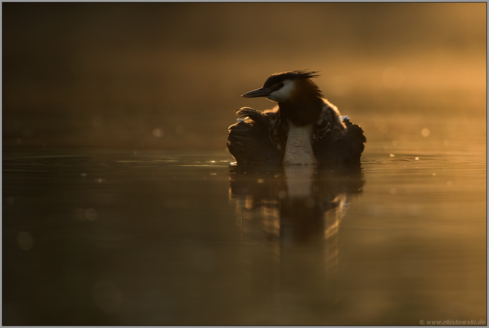 schwer beladen... Haubentaucher *Podiceps cristatus*