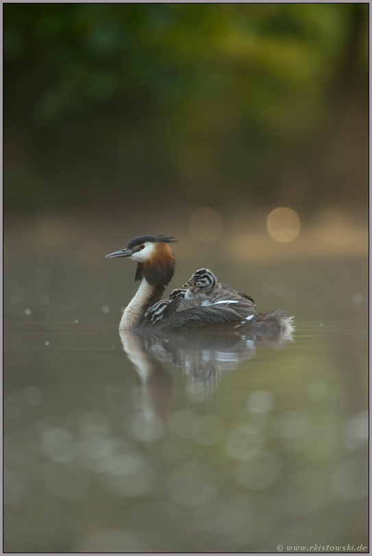 stimmungsvoll... Haubentaucher *Podiceps cristatus*