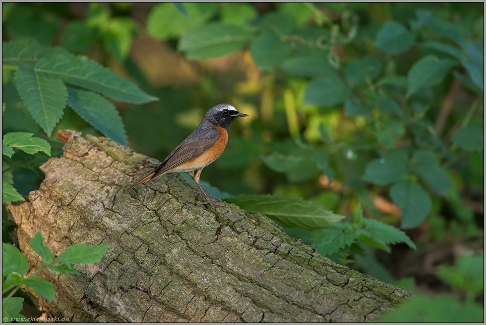 kleiner bunter Vogel... Gartenrotschwanz *Phoenicurus phoenicurus*