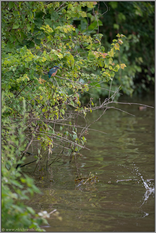 vertrieben... Eisvogel *Alcedo atthis*