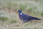 auf taunasser Wiese... Ringeltaube *Columba palumbus*