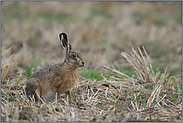 Mümmelmann... Feldhase *Lepus europaeus*