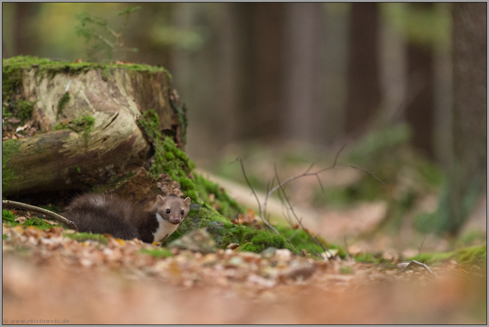 am Versteck... Steinmarder *Martes foina*