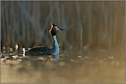 typisches Verhaltensmuster... Haubentaucher *Podiceps cristatus*