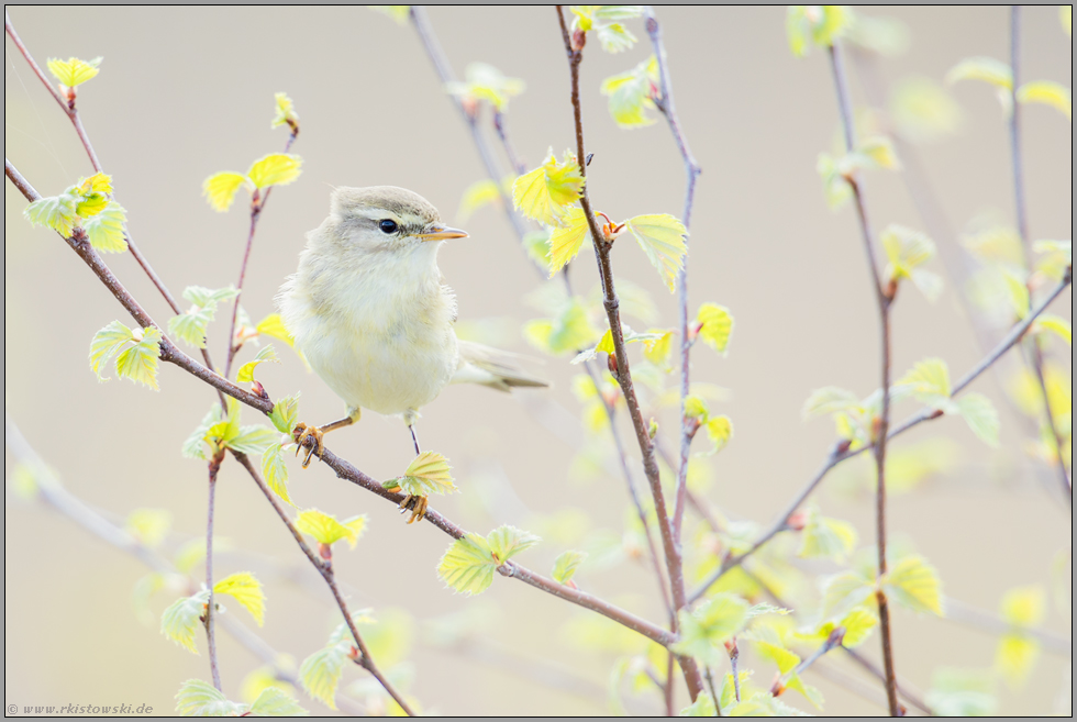 Frühling... Fitis *Phylloscopus trochilus*