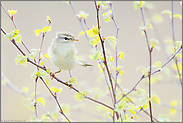 Frühling... Fitis *Phylloscopus trochilus*