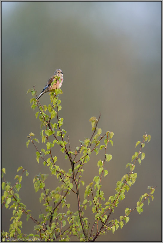 Balzgesang...  Bluthänfling *Carduelis cannabina*