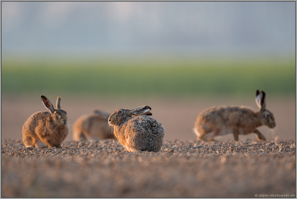 versammelt... Feldhasen *Lepus europaeus*