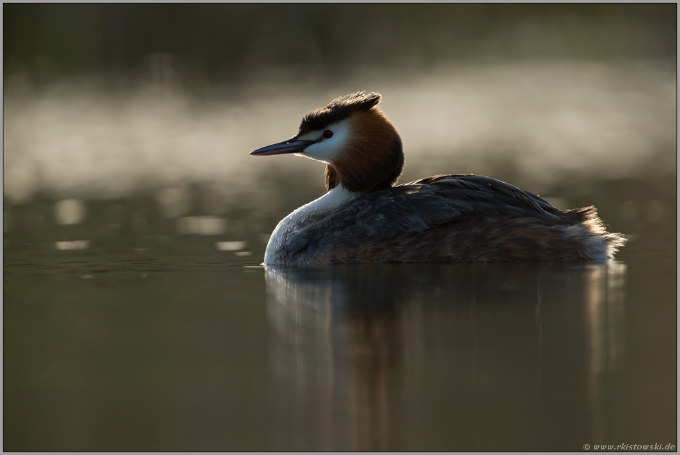 Ruhe... Haubentaucher *Podiceps cristatus*