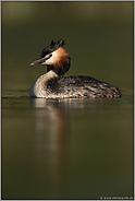 grünes Wasser... Haubentaucher *Podiceps cristatus*