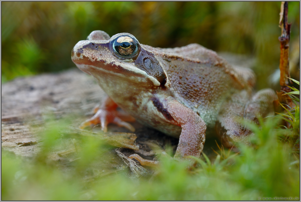 im Feuchtgebiet... Grasfrosch *Rana temporaria*