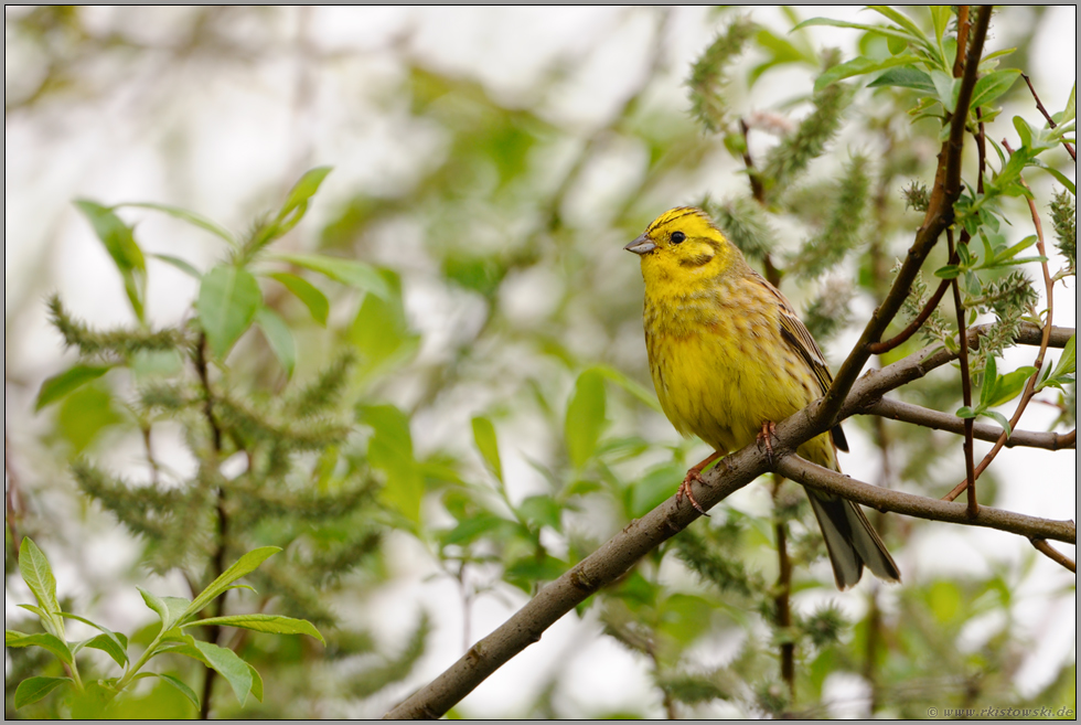 in der Weide... Goldammer *Emberiza citrinella*