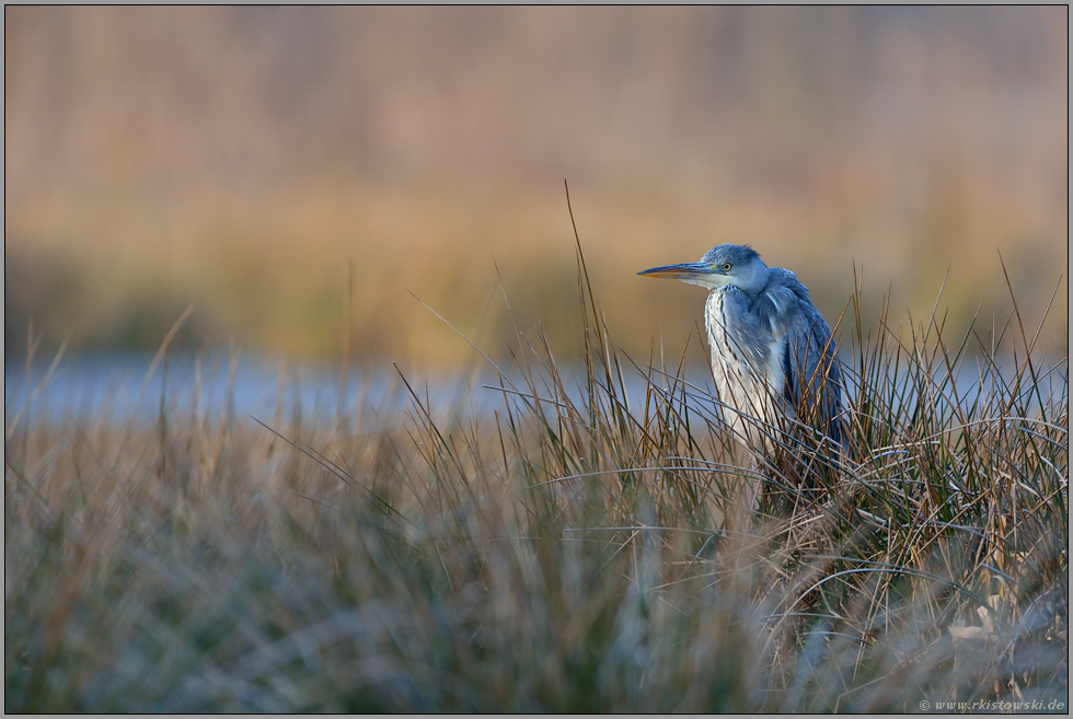 ausruhen... Graureiher *Ardea cinerea*